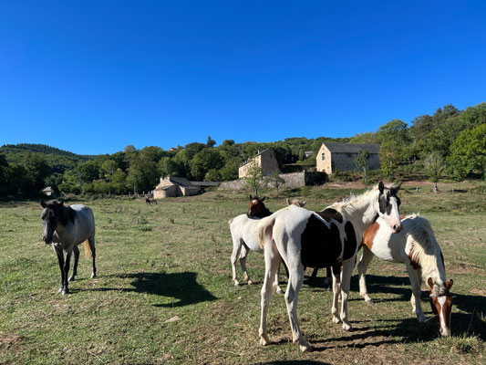 Les chevaux